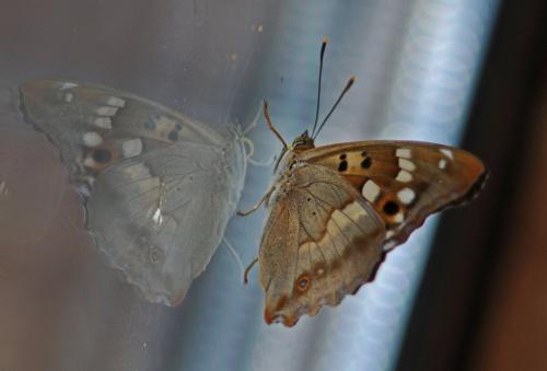 Apatura ilia